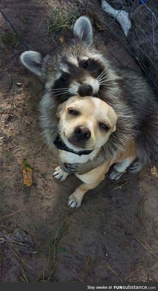 Raccoon snuggling his pupper friend