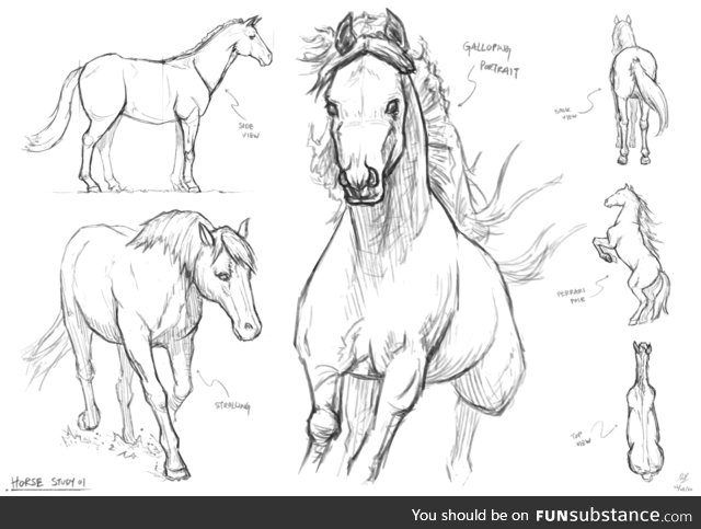 Horses Study Sketches