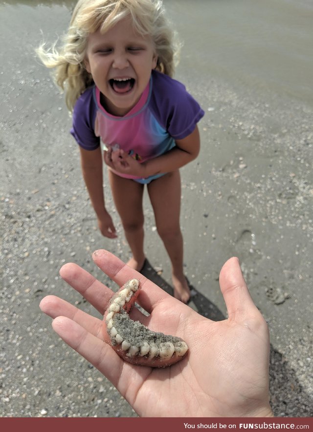 We went to the beach to find shark teeth, so when my daughter yelled "I found teeth!"