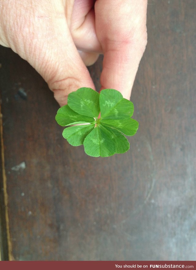 Here is a 7 leaf clover for good luck