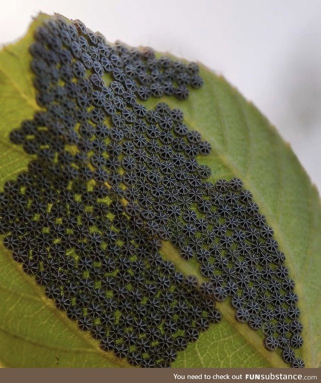 Butterfly eggs prove aliens exist