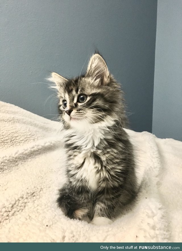 10 weeks old and already prettier than me