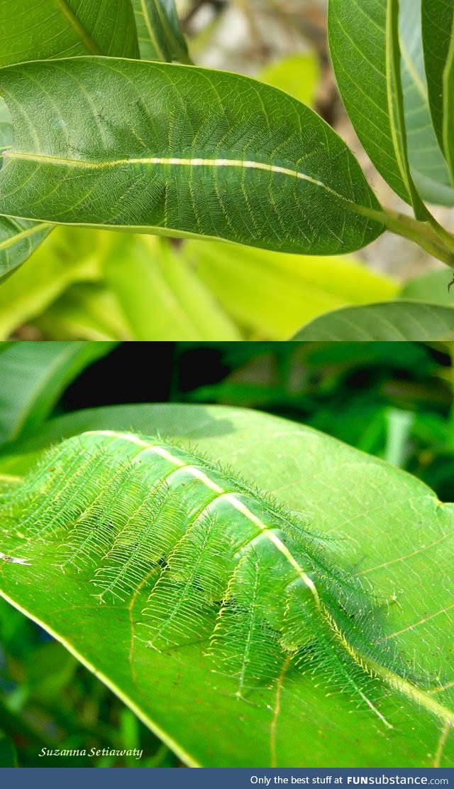 Common Baron caterpillar :O