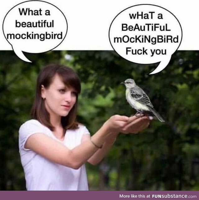 A beautiful mockingbird