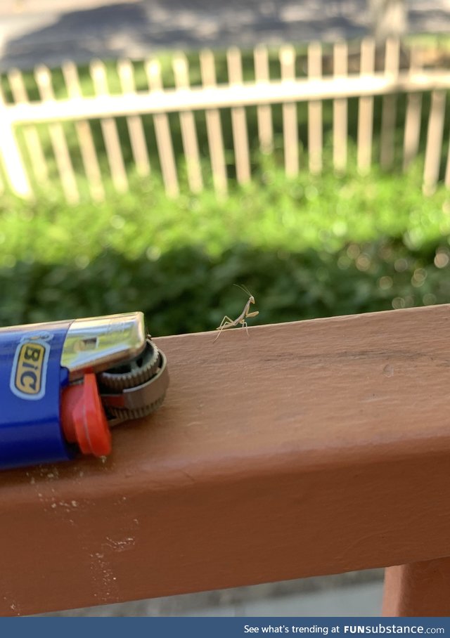 This tiny praying mantis