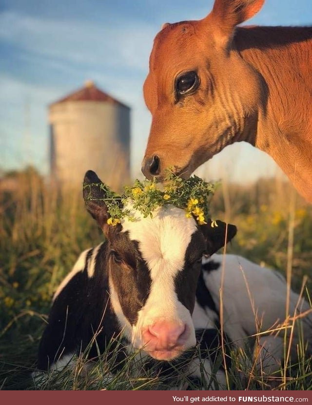 Calves being cute