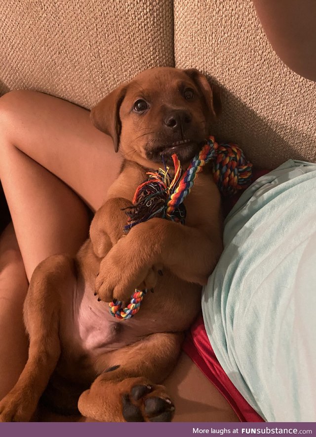 My 9 week old puppy already mastered the awkward school picture smile