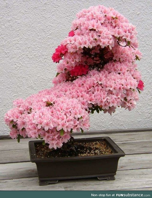 Bonsai cherry blossom