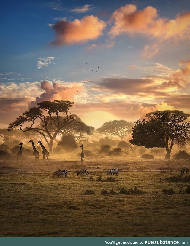 Wildlife in Zimbabwe