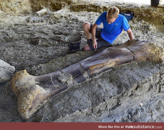 140 million year old, 500kg dinosaur femur discovered in France