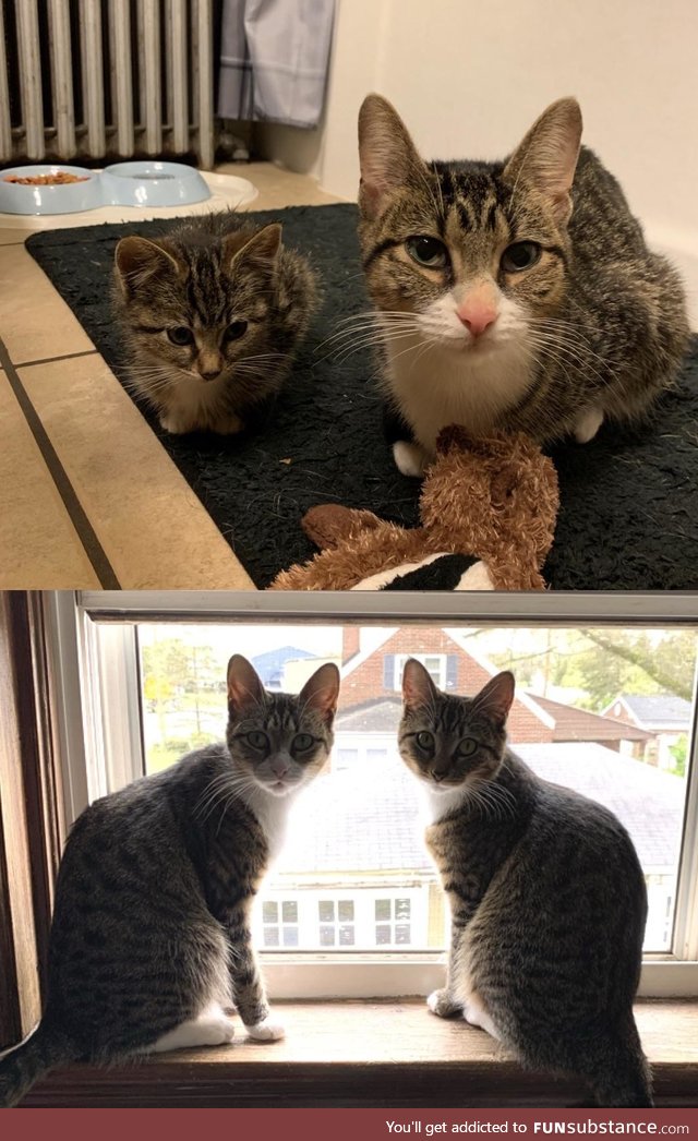 6 month difference, from stray kitties to house kitties