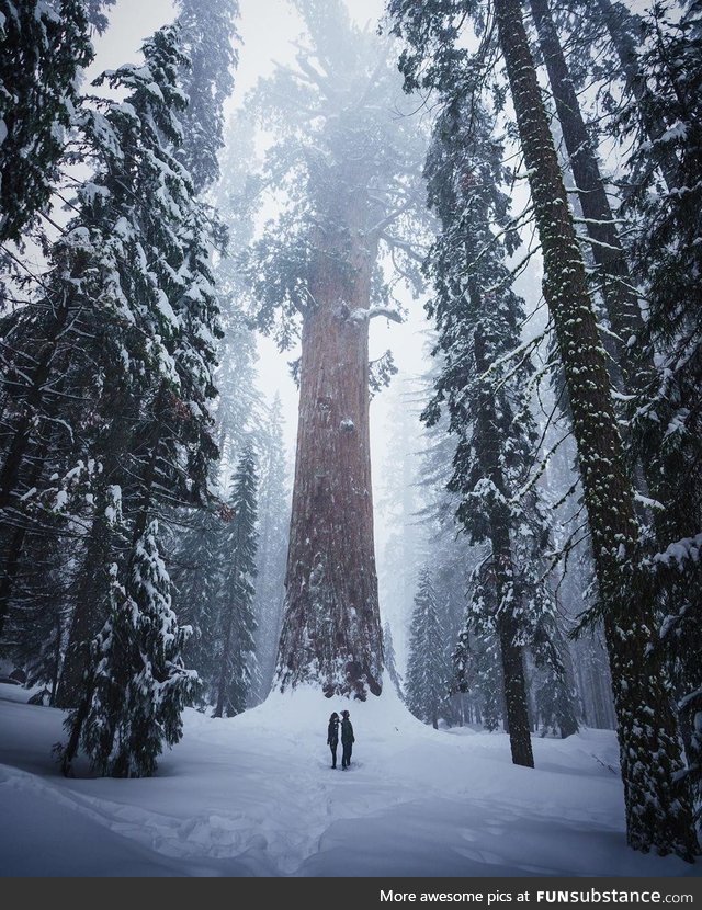 Sequoia National Park in the winter