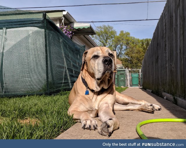 I said goodbye to my bestest buddy today. 13yrs strong bull mastiff/boxer mix