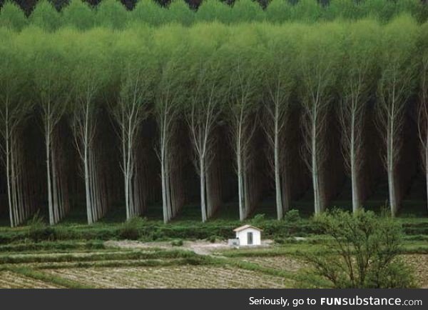 Perfect planting of these trees