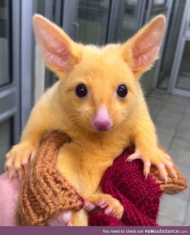 Australian veterinary clinic rescues a rare golden possum