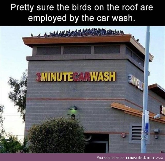 Bird:Time to wash your car