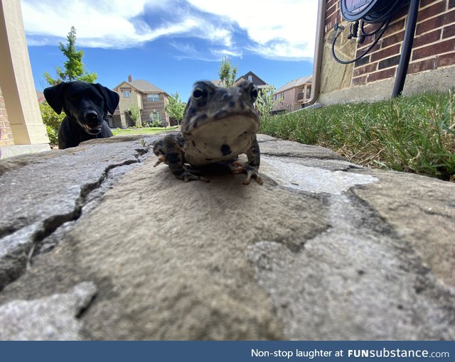 Froggo Fun #240 - They 'Bout to Drop the Sickest Album of 2020