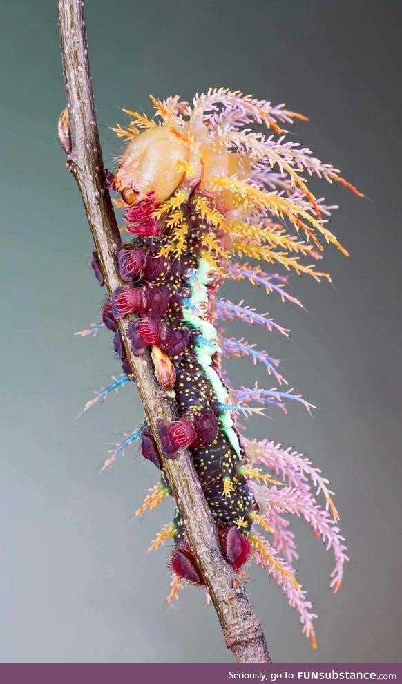 The beautiful Saturniidae Moth Caterpillar