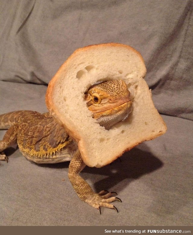 Check out this breaded dragon