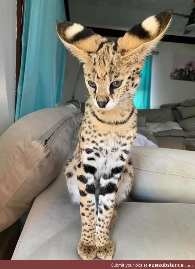An african serval