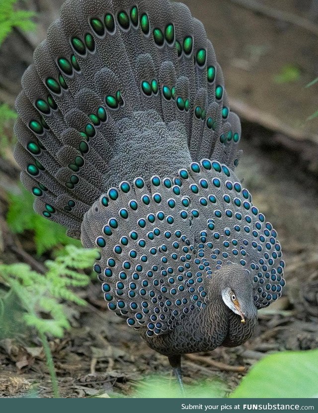 The Grey peacock-pheasant 0.0