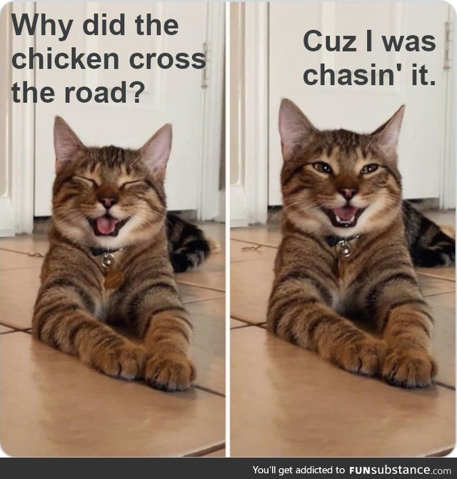 Cat jokes