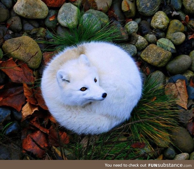 A beautiful Fox laying down