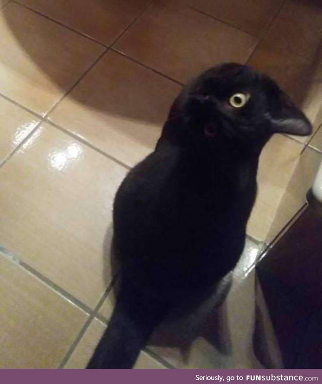This picture of a crow is interesting because it’s actually a cat