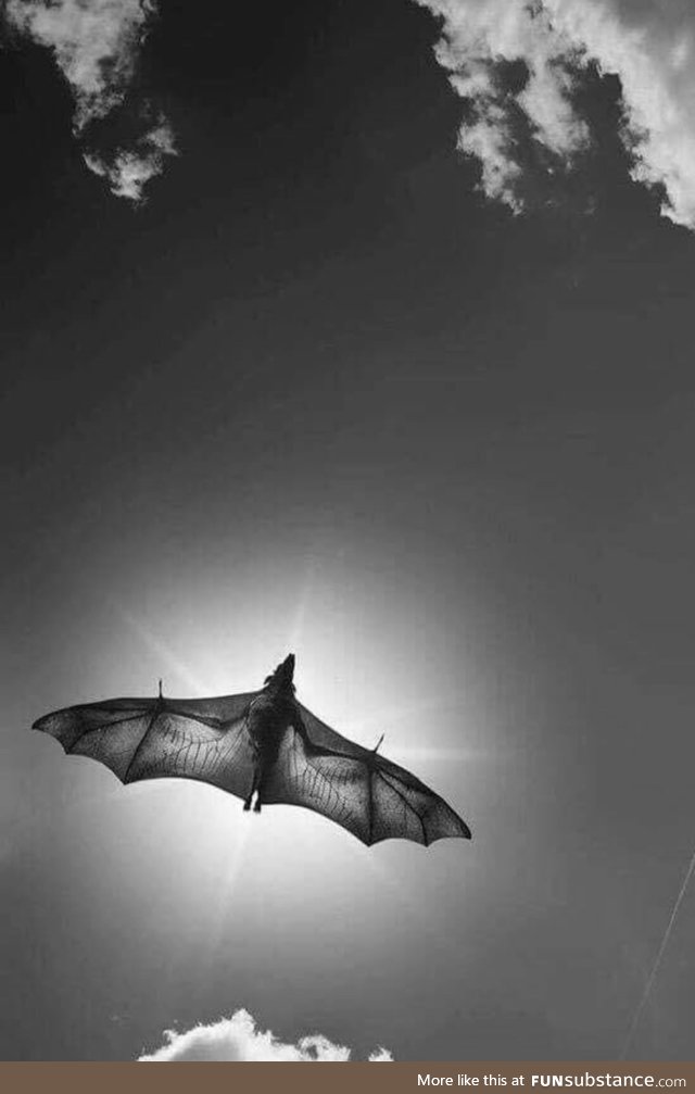 A bat in flight