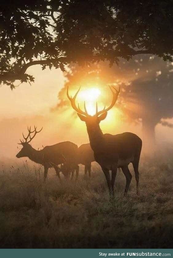 Bucks at dawn