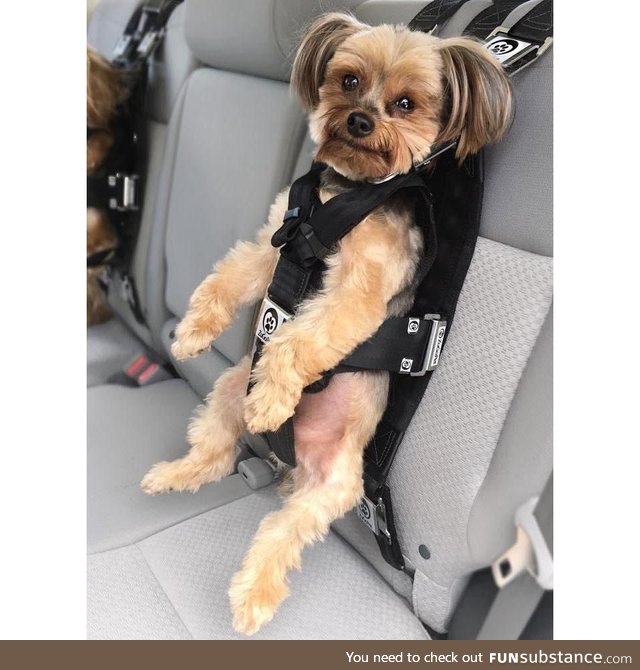 Googled Dog Seatbelts... Wasn't disappointed