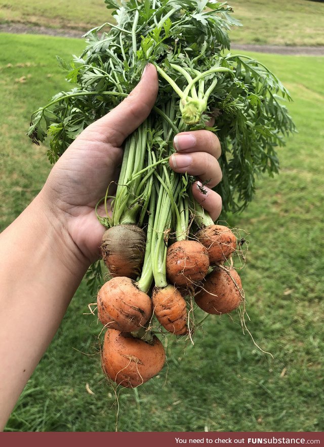 Seen someone post their carrot fail earlier. After a lot of time and care, this is what