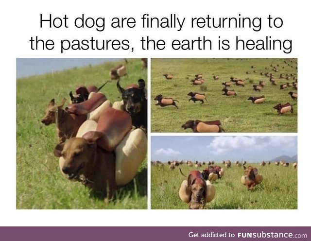 Hot doggos