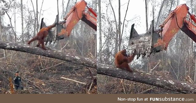 An orangutan trying to save his home