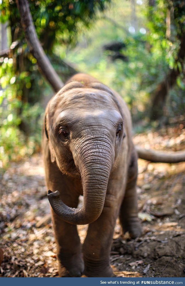 This 10 month old elephant is just adorable, he almost crushed me while playing