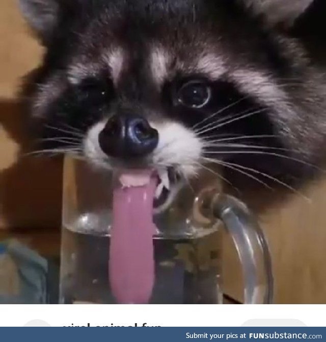 a raccoon with long tongue and tiny teeth drinking water