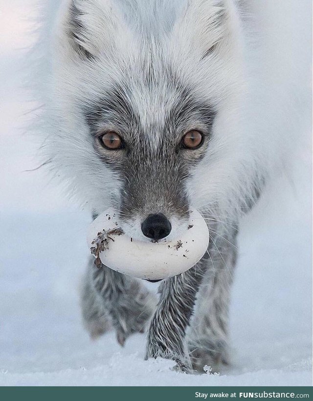 Arctic fox carrying a snack