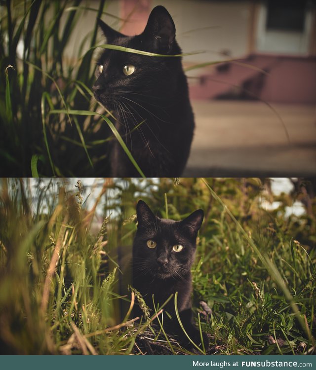 My cat Jack. Hunting bugs at sunset