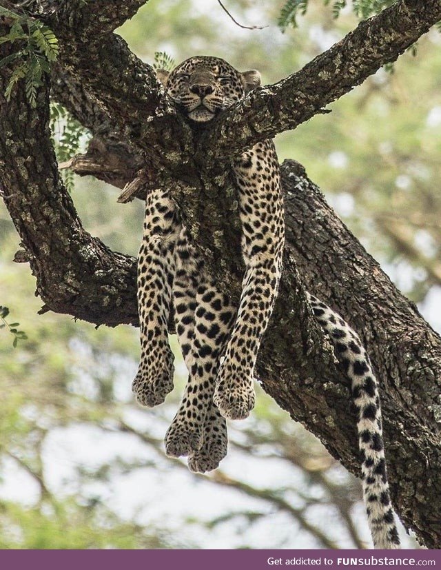 Leopard relaxing in the trees