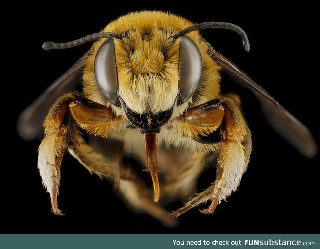 The real face of a bee
