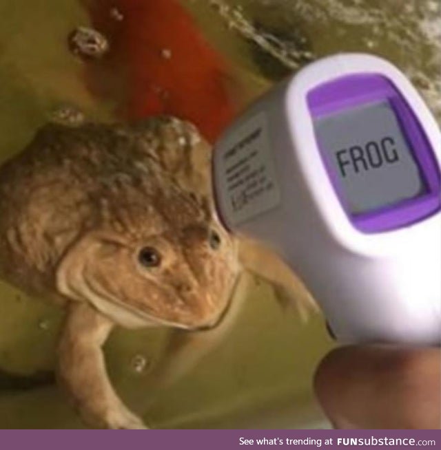 Froggo Fun #253 - Frogometer