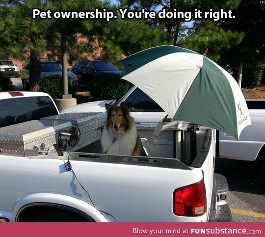 Pet ownership done right