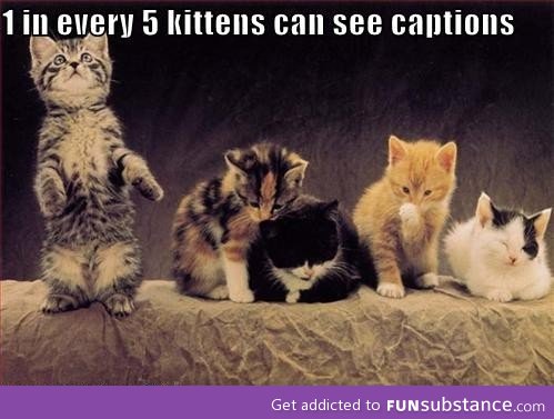 5 of every 5 kittens are potential posts