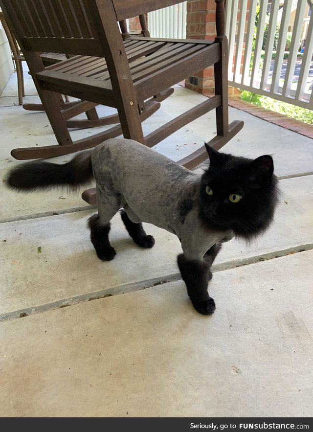 My cat got super matted. We went to the groomers and they gave us a few options. I chose