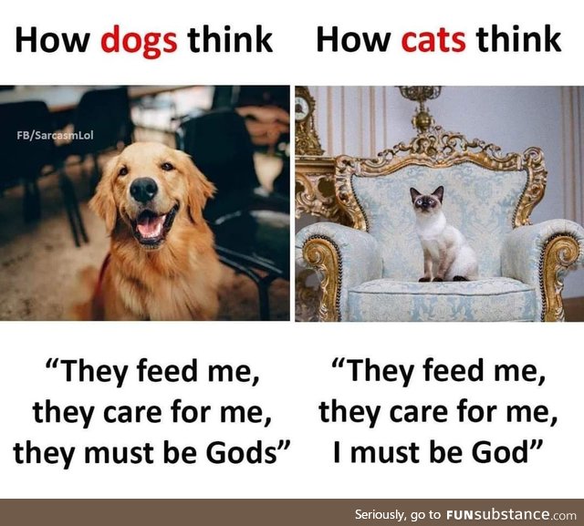 Dogs and cats