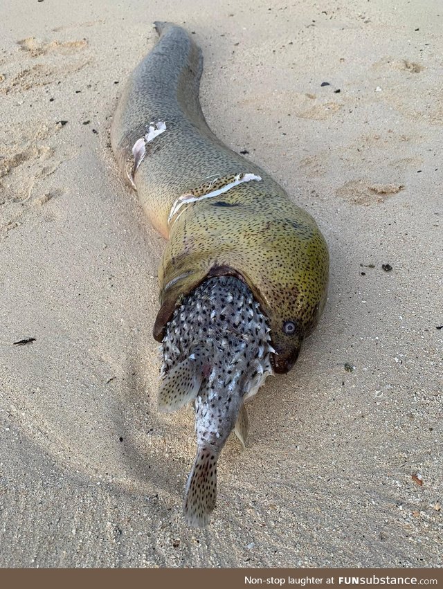 What's that long looking Eel that has choked on its meal? That's a Moray