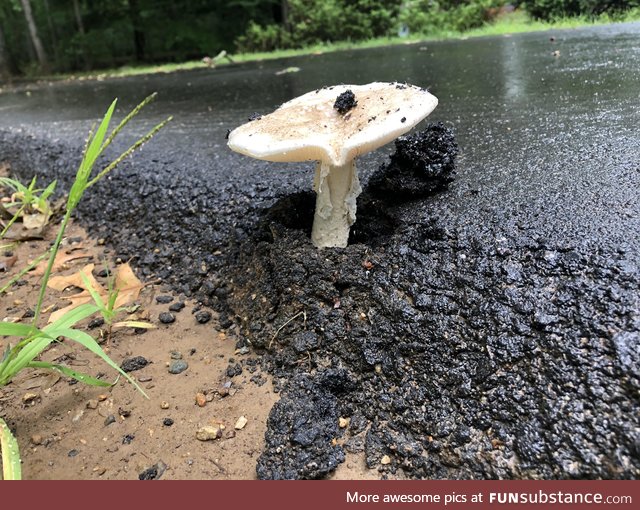 Nature vs asphalt
