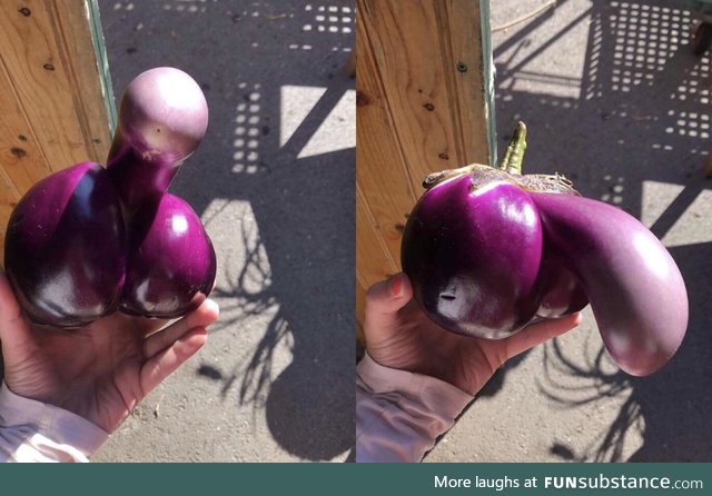 What an inappropriate eggplant