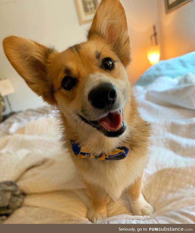 My corgi smiles for bacon. Because bacon