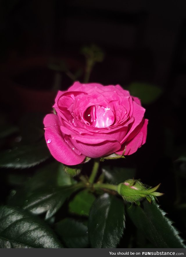 That perfect water drop on a rose